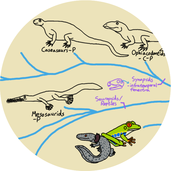 Two Major Branches