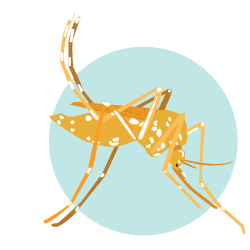 Aegypti
