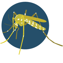 Albopictus