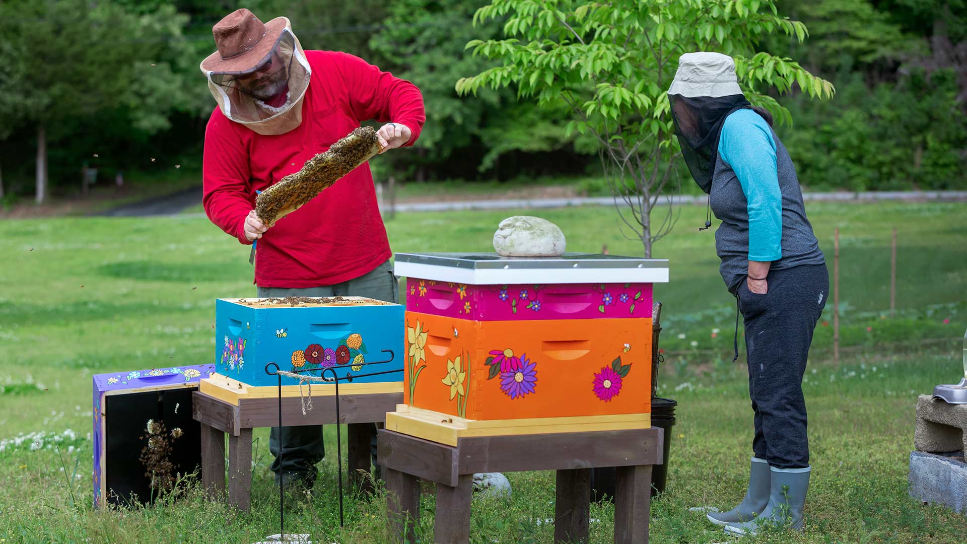 Mark Dykes, coordinator of UMD’s Bee Squad, checks on the bee hives installed at Claire Brooks’ Hughesville, Md., home.