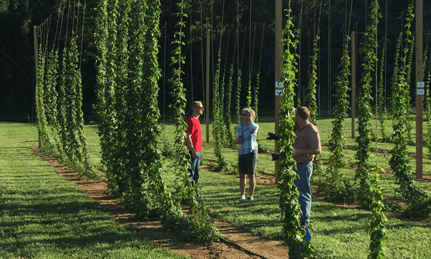 Hops