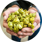 Hops in Hands