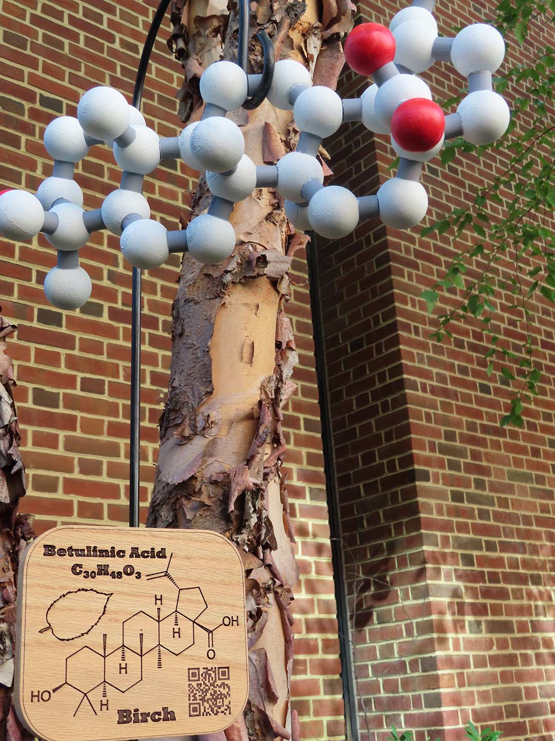 Birch tree in Chemistry Building’s courtyard garden