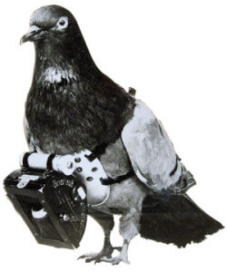 Pigeon