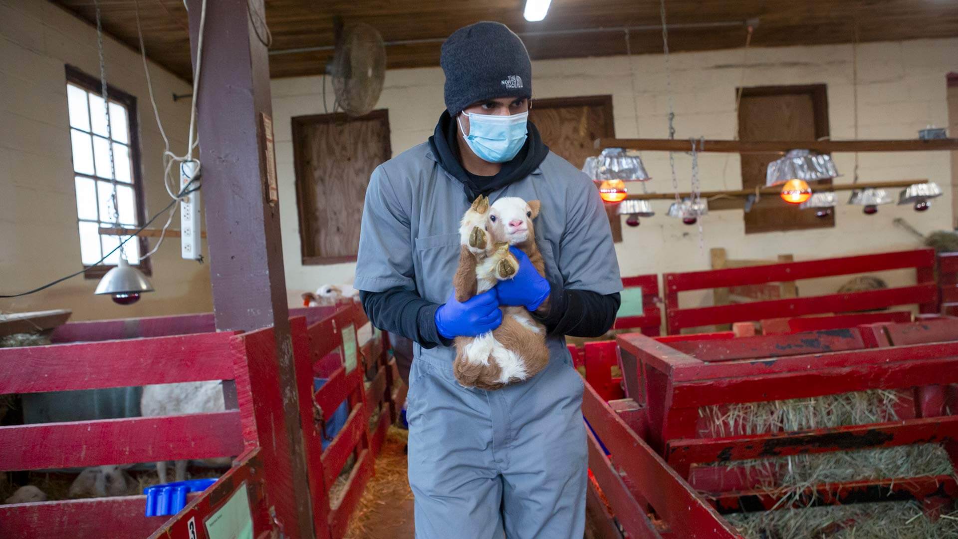 Student carries lamb