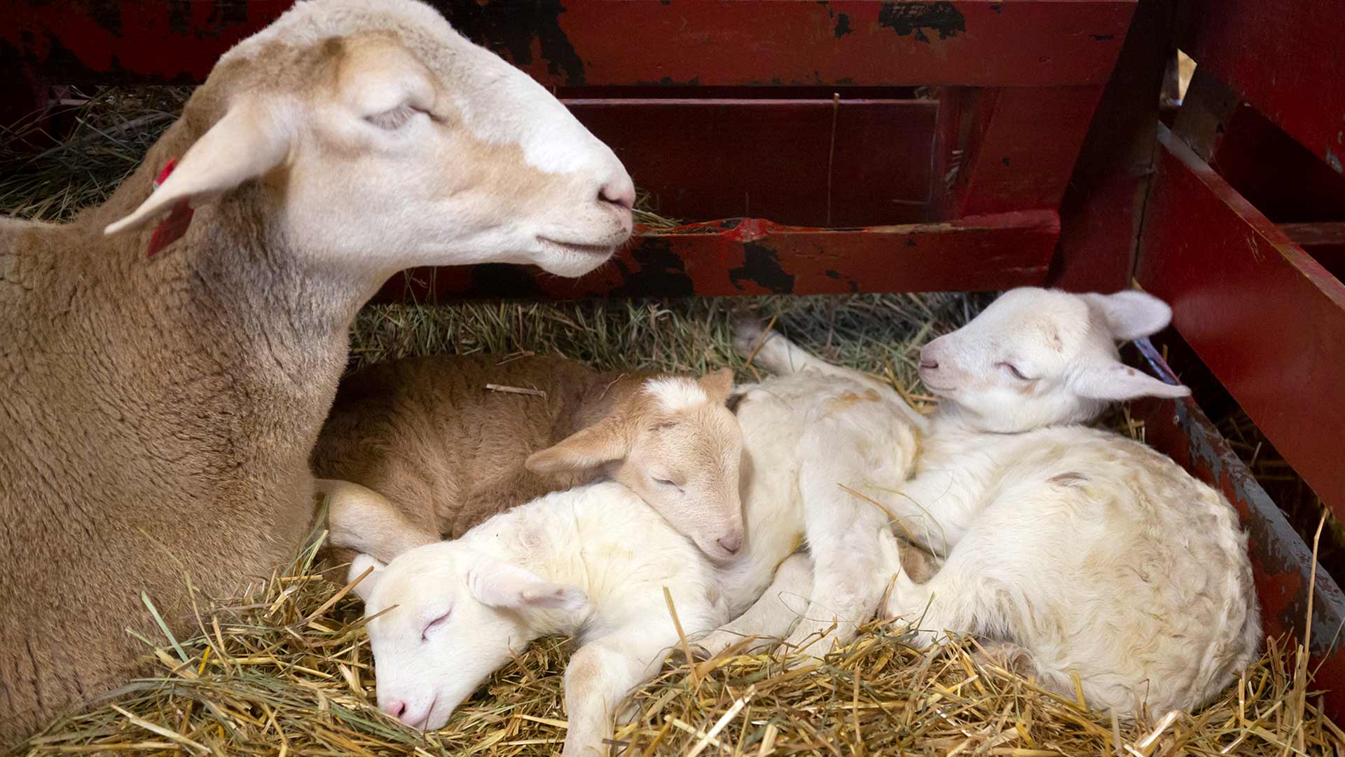 Ewe watches over lambs