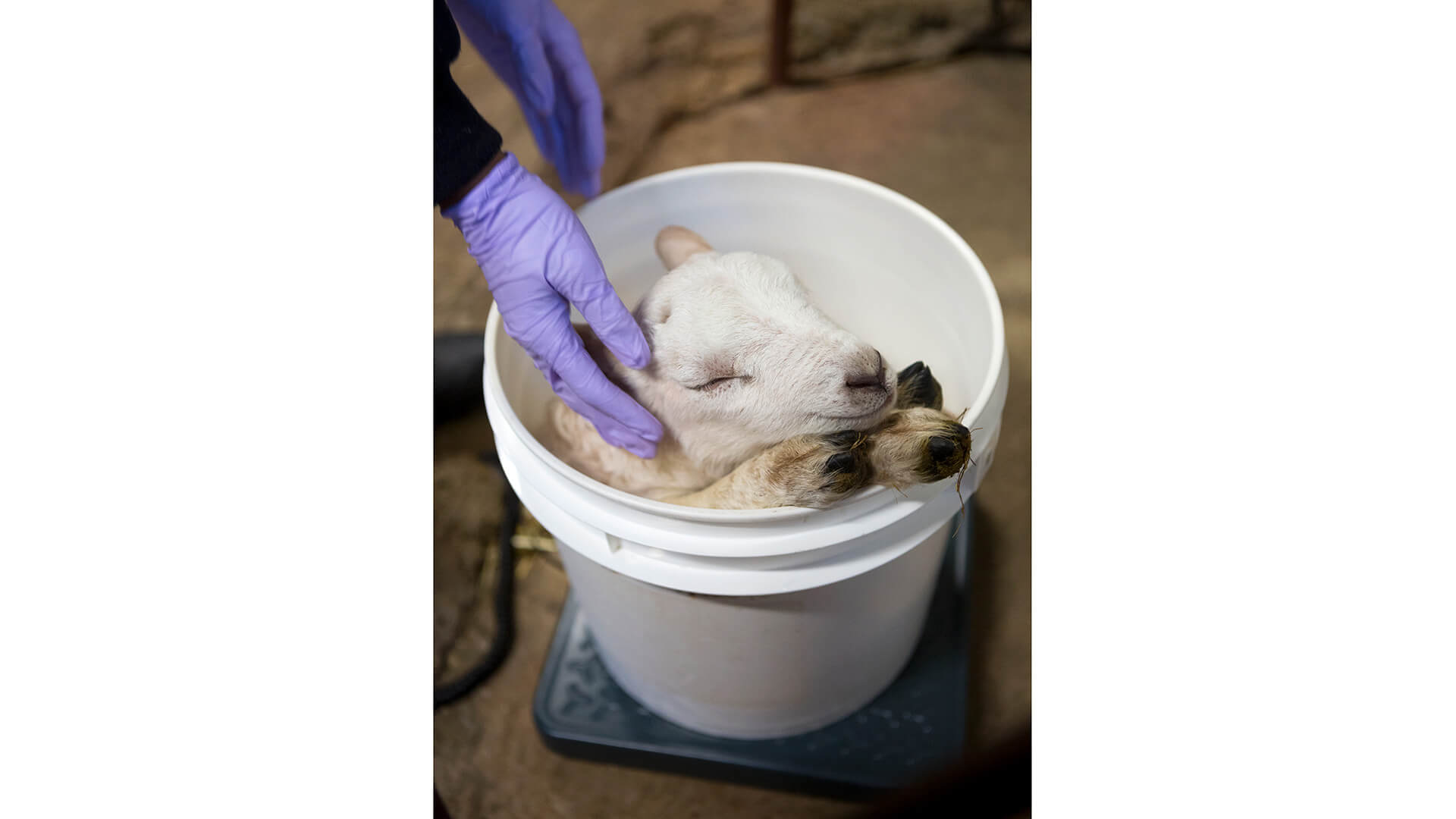 Lamb being weighed in a bucket