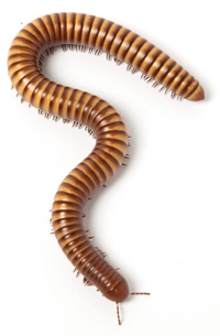 Millipede