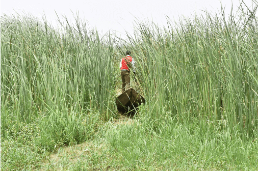 Boat floating among Typha