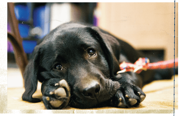 Puppy