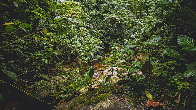 Stream