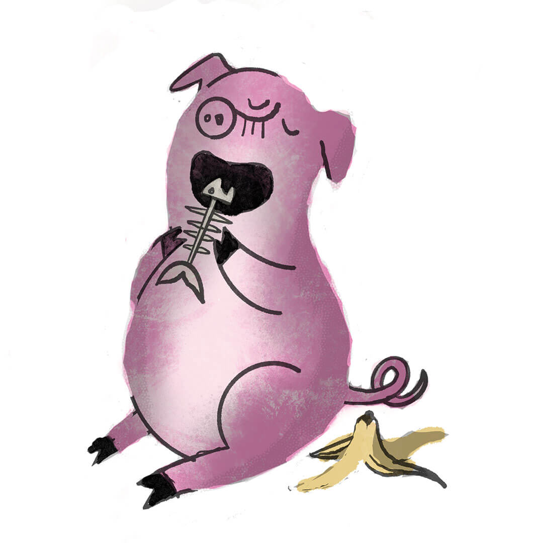 Pig eating trash