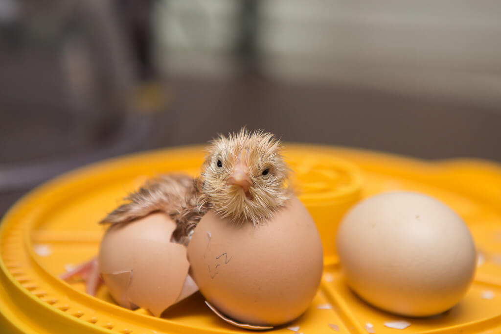 Chick