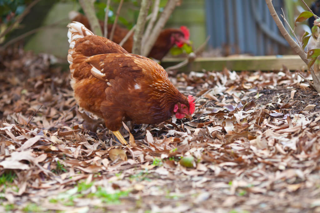 Hen