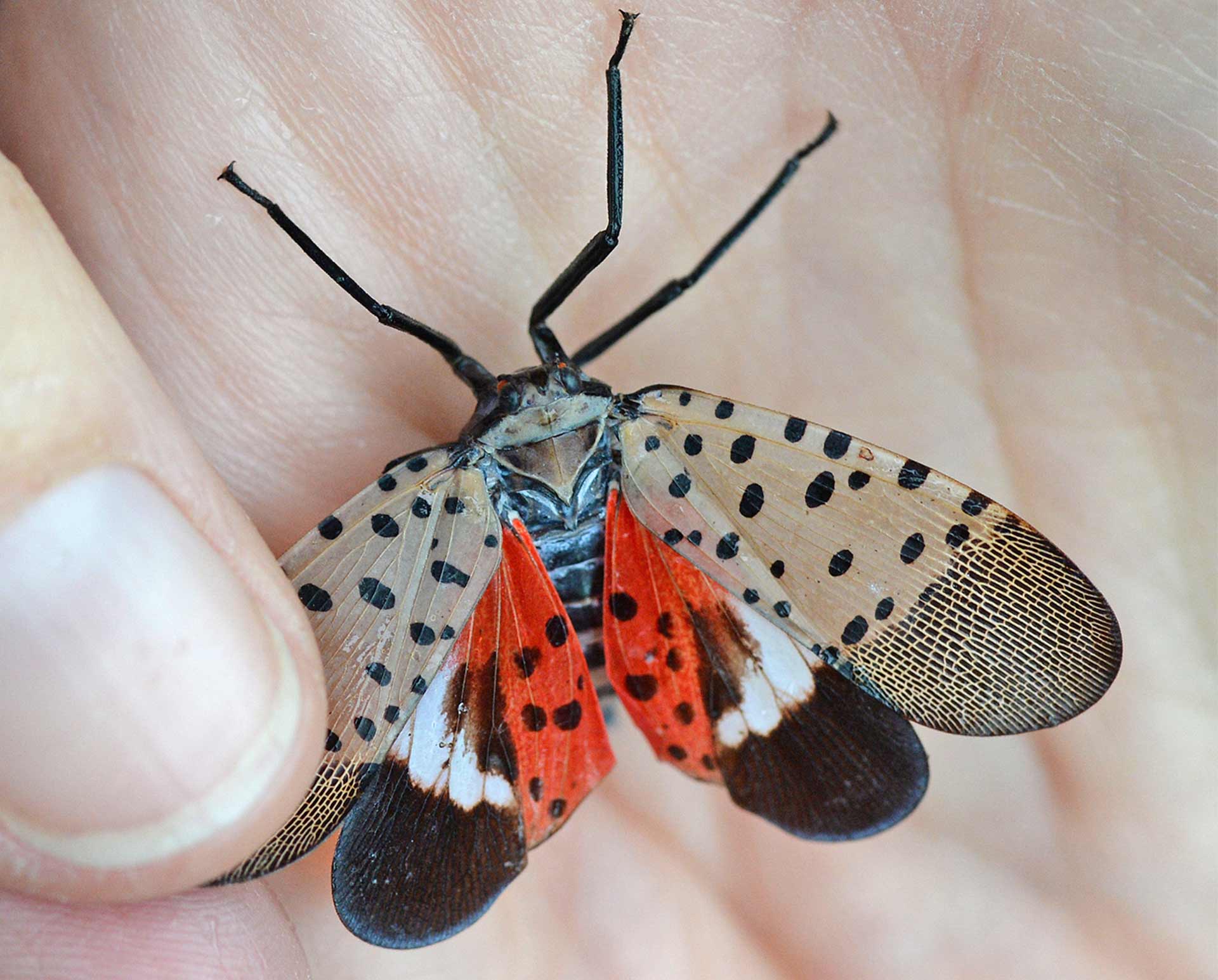 Lanternfly in hand