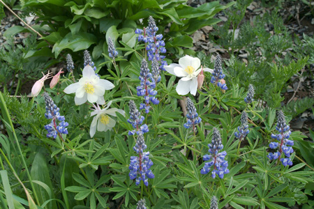 Lupines Columbines