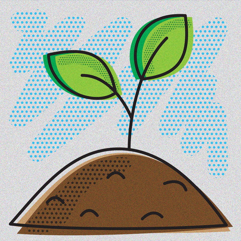 Illustration of plant