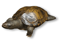 Testudo