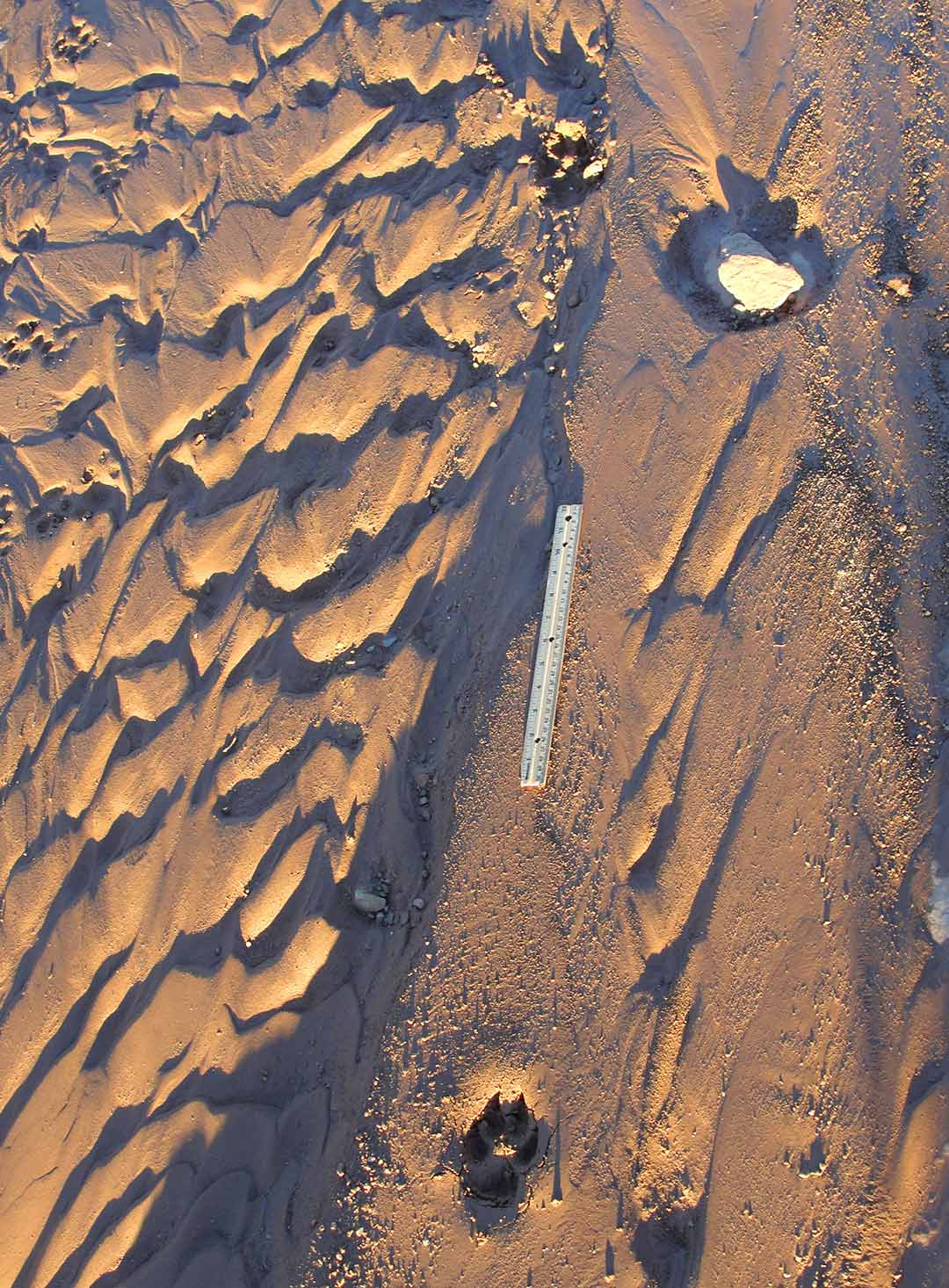 Wolf footprint in the dirt